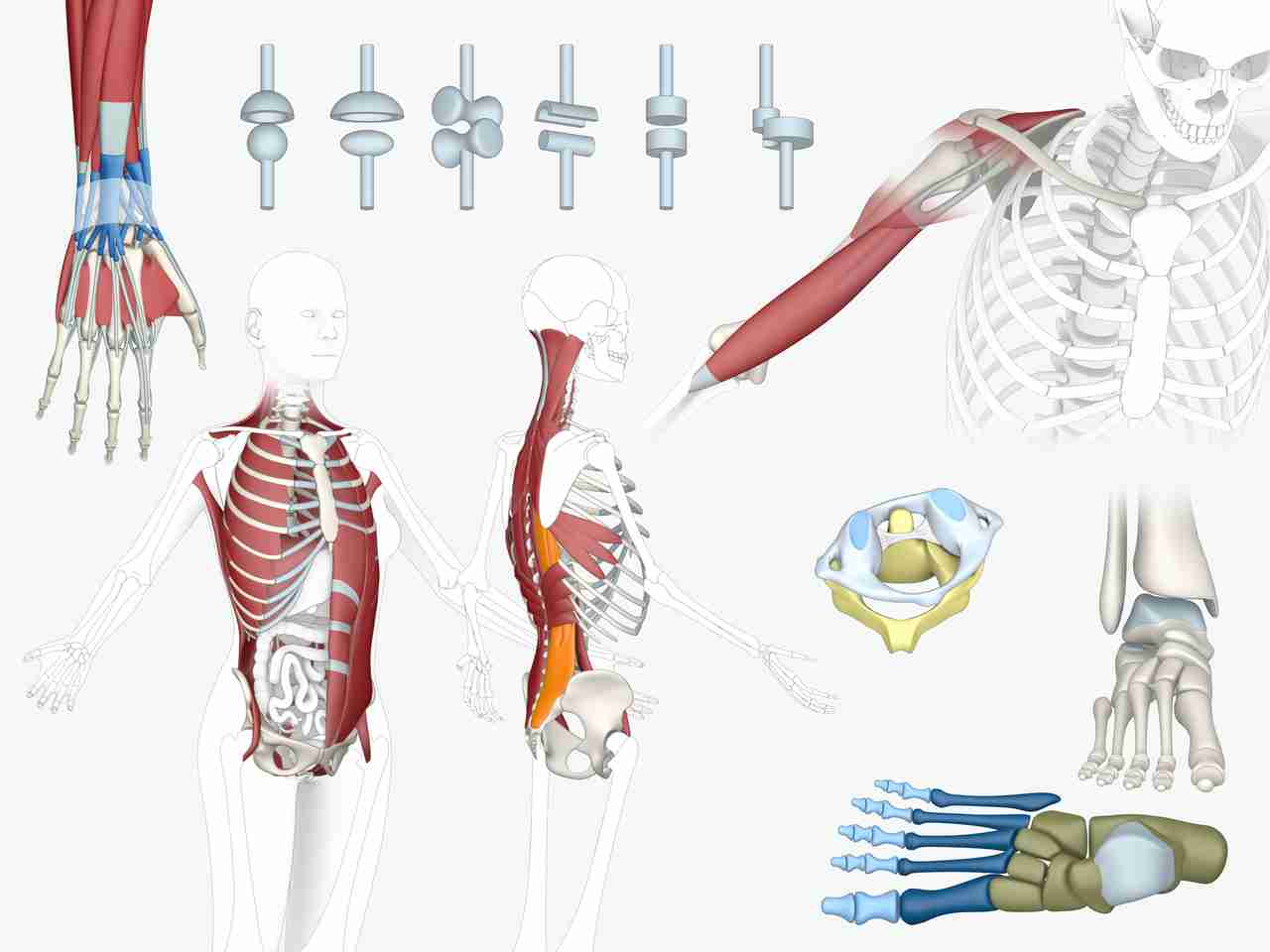 Abbildungen Anatomie für E-Learning